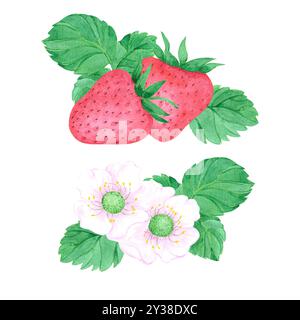 Fragola di acquerello disegnata a mano con foglie e composizione di fiori di fragole isolata su sfondo bianco. Può essere utilizzato per etichette, schede e altri Foto Stock