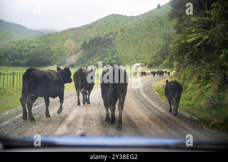 Mucche sulla strada di campagna sotto la pioggia, bloccando il traffico. Waikato. Isola del Nord. Nuova Zelanda. Foto Stock