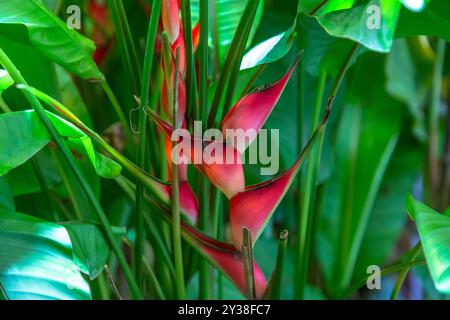 Heliconia stricta naturale nano giamaicano in fiori Foto Stock