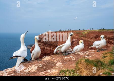 Helgoland, 08.09.2024: Eine Gruppe Basstölpel sitzt am Rande der imposanten Steilküste, die mit ihrem roten Sandstein die Südküste der Insel Helgoland in der Nordsee prägt. Steilküste von Helgoland *** Heligoland, 08 09 2024 Un gruppo di gannets si trova sul bordo delle imponenti scogliere che caratterizzano la costa meridionale dell'isola di Helgoland nel Mare del Nord con le loro scogliere di arenaria rossa di Helgoland Foto Stock