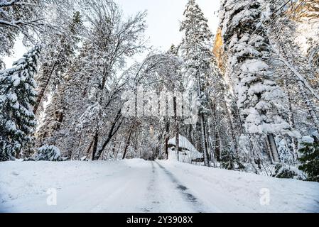 Strada innevata con alberi a Yosemite, paese delle meraviglie invernali. Foto Stock