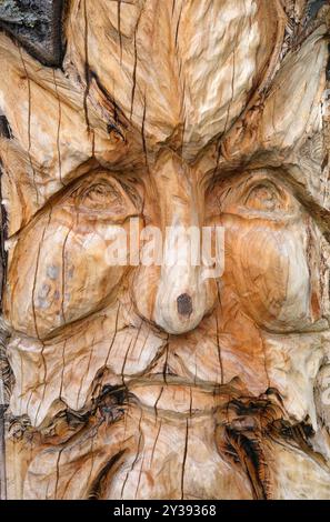 faccia del vecchio scolpita sul tronco dell'albero Foto Stock