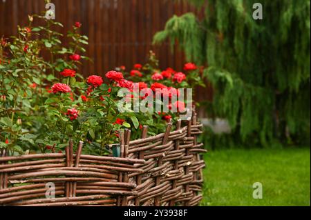 una recinzione in vimini di legno nel cortile posteriore con splendide rose rosse che fioriscono dietro di essa Foto Stock