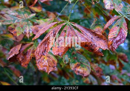 foglie di castagno, autunno, norfolk, inghilterra Foto Stock
