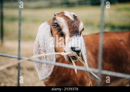 Primo piano di una capra che masticano fieno dietro una recinzione in una fattoria Foto Stock