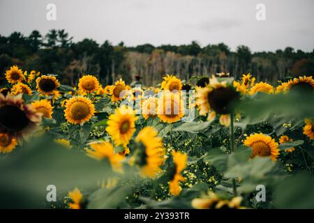 Un vasto campo di girasoli in piena fioritura sotto un cielo nuvoloso Foto Stock