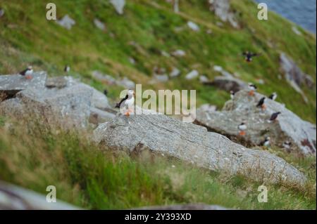 Pulcinelle di mare arroccate su terreni rocciosi a Runde, Norvegia, in mezzo al verde Foto Stock