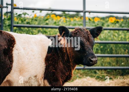 Primo piano di una giovane mucca in un campo con girasoli sullo sfondo Foto Stock