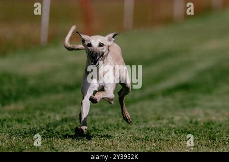 Whippet Sight Hound, campo da corsa e sport per cani Foto Stock