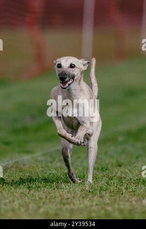 Whippet Sight Hound, campo da corsa e sport per cani Foto Stock