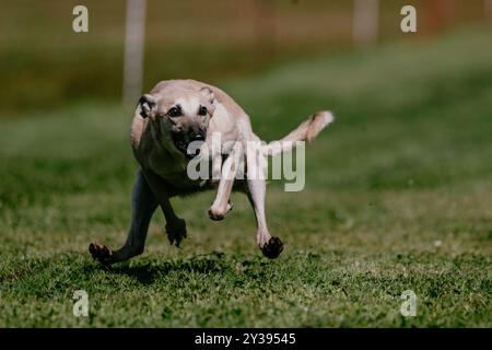 Whippet Sight Hound, campo da corsa e sport per cani Foto Stock