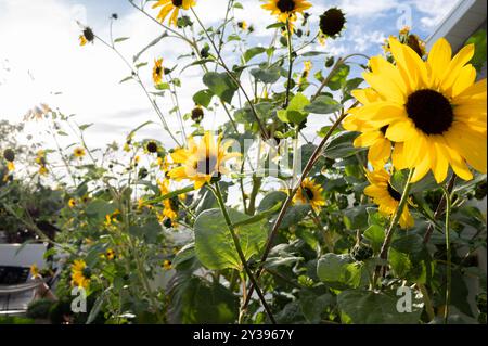 Fiori di girasoli luminosi che fioriscono in un giardino vivace in una giornata di sole Foto Stock