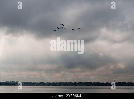 Gregge di oche del Canada che volano a forma di V attraverso un cielo nuvoloso. Foto Stock