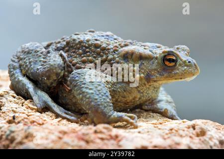 Rospo comune europeo (Bufo bufo), seduto sul suolo, Germania, Renania-Palatinato Foto Stock