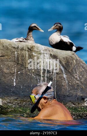 L'eider comune (Somateria mollissima), il vecchio snorkelling in mare, sopra una roccia con anatre, Italia, Toscana, porto di Viareggio Foto Stock