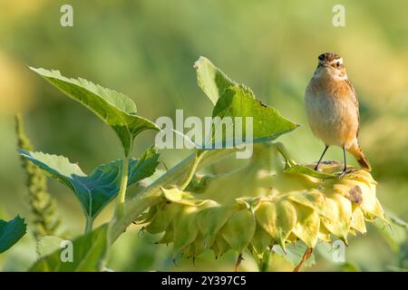 Whinchat (Saxicola rubetra), giovane seduto su un girasole, Italia, Toscana Foto Stock