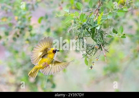 il tessitore ruppell (Ploceus galbula), maschio costruisce il nido, Oman, Dhofar Foto Stock