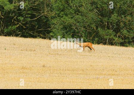 Capriolo, capriolo, capriolo occidentale, capriolo europeo (Capreolus capreolus), capriolo su una foresta di grano raccolta di fronte al margine della foresta, Germania, Baviera Foto Stock
