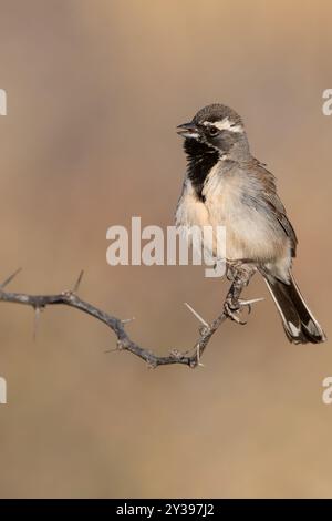 Passero dalla gola nera (Amphispiza bilineata), che canta un maschio su un ramo, USA Foto Stock