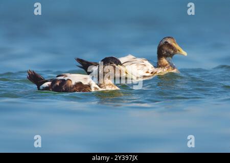 Eider comune (Somateria mollissima), maschi sull'acqua, Italia, Toscana Foto Stock