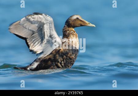 Eider comune (Somateria mollissima), maschio sull'acqua, ali battenti, Italia, Toscana Foto Stock