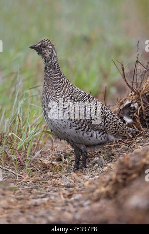 Gabbiano dalla coda tagliente settentrionale, gabbiano dalla coda tagliente (Tympanuchus phasianellus), femmina arroccata nell'erba, Stati Uniti Foto Stock