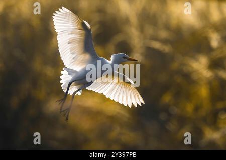 Fusto di bestiame, airone con spallamento (Ardeola ibis, Bubulcus ibis), in volo, con retroilluminazione, Italia, Toscana, Lago di Massaciuccoli Foto Stock