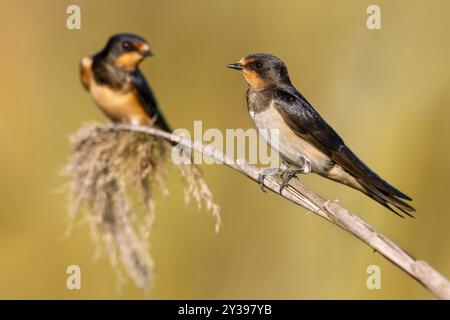 fienile inghiottito (Hirundo rustica), due rondini sedute su uno stelo di canne, Italia, Toscana Foto Stock