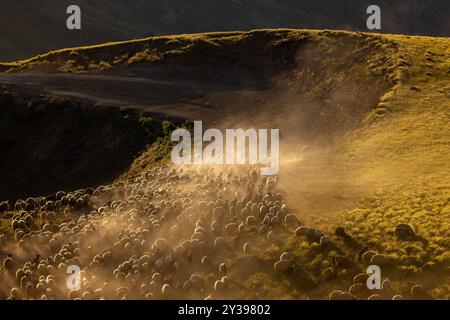 C'è un gregge di pecore che pascolano nella polvere sulla montagna, pecore brune, polvere, c'è un'aria nebbiosa che è saltata nell'aria. Le pecore stanno muovendo qu Foto Stock