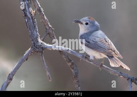 Parula di Lucy (Leiothlypis luciae, Vermivora luciae), seduta su un ramo, USA Foto Stock