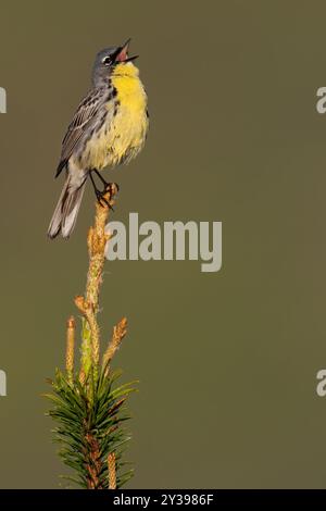 Parula di kirtland (Dendroica kirtlandii, Setophaga kirtlandii), uomo adulto arroccato su un ramo e cantato, USA Foto Stock