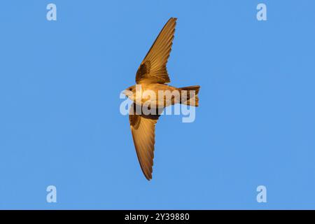 crag martin (Ptyonoprogne rupestris, Hirundo rupestris), in volo, Spagna, Estremadura Foto Stock