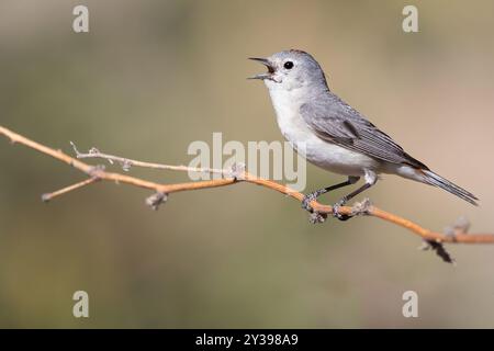 Parula di Lucy (Leiothlypis luciae, Vermivora luciae), uomo seduto su un ramo, canta, USA Foto Stock