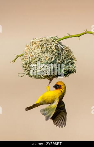 il tessitore ruppell (Ploceus galbula), maschio costruisce il nido, Oman, Dhofar Foto Stock