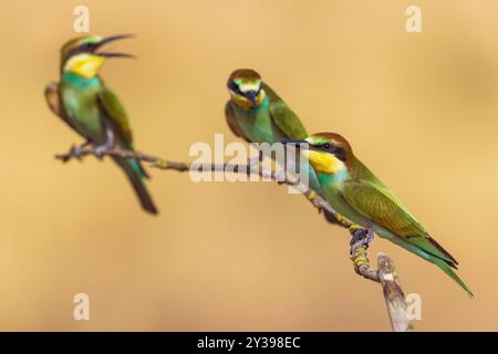 Mangiatore di api europeo (Merops apiaster), tre mangiatori di api che si aprono insieme su un ramo, vista laterale, Italia, Toscana Foto Stock