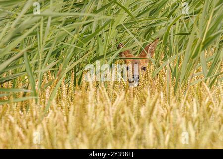 Caprioli, caprioli, caprioli occidentali, caprioli europei (Capreolus capreolus), sbirciatura dal campo di grano, Germania, Baviera, Erdinger Moos Foto Stock