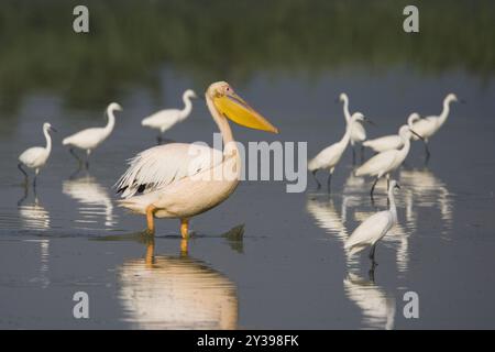 Pellicano bianco orientale (Pelecanus onocrotalus), con altre specie acquatiche in acque poco profonde, Italia, Toscana Foto Stock