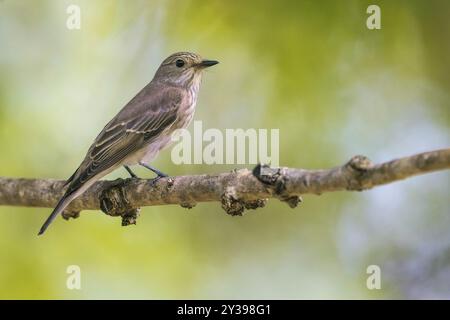 Avvistato flycatcher (Muscicapa striata), seduto su una filiale, Italia, Toscana Foto Stock