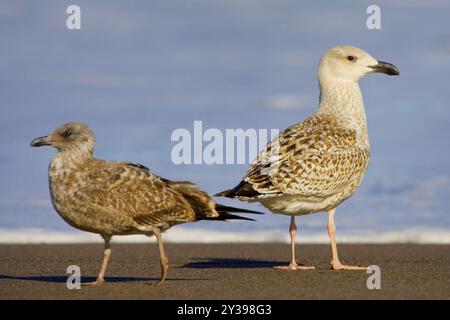 Maggiore gabbiano con dorso nero (Larus marinus), adulto e giovane sulla spiaggia, Azzorre, Sao Miguel Foto Stock