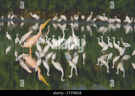 Pellicano bianco orientale (Pelecanus onocrotalus), con altre specie acquatiche in acque poco profonde, Italia, Toscana Foto Stock