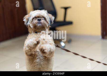 Cane marrone Foto Stock