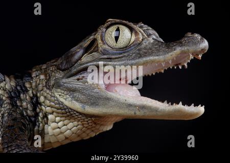 Ritratto di un giovane Caiman Spectacled su sfondo nero Foto Stock