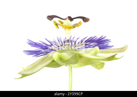 Un primo piano di un Passionflower isolato su uno sfondo bianco Foto Stock