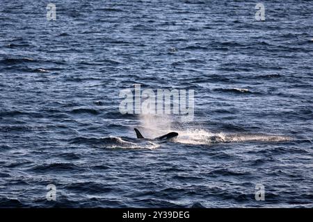 Orca o orca mortale nella regione Lofoten del Nordland, Norvegia Foto Stock