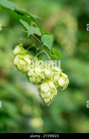 Ripresa verticale ravvicinata di coni di luppolo verdi appesi a rami. Roba cruda per la produzione di birra. Piante agricole Foto Stock