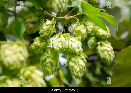 Foto ravvicinata di coni di luppolo verde appesi su un rami. Roba cruda per la produzione di birra. Piante agricole Foto Stock