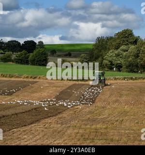 Trattore ecologico in funzione, preparazione del terreno (agricoltore in cabina, coltivazione superficiale, gestione del suolo, gabbiani che volano dopo l'alimentazione) - North Yorkshire, Inghilterra Regno Unito. Foto Stock