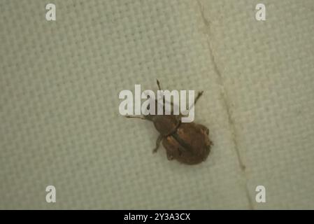 Foglia di noce Weevil (Strophosoma melanogrammum) Insecta Foto Stock