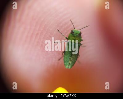 (Anthaxia nitidula) Insecta Foto Stock