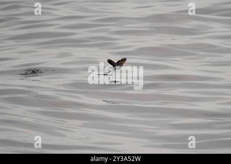 Storm-Petrel (Pelagodroma marina) Aves Foto Stock